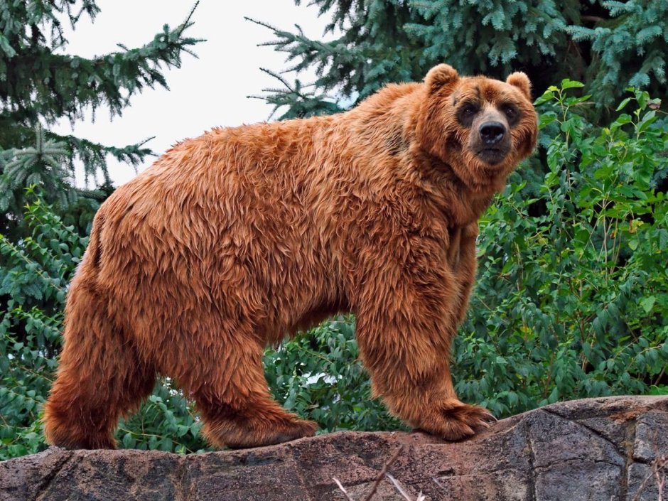 Медведь Гризли милый