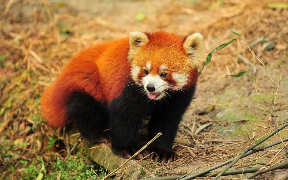 Малая Панда (Ailurus Fulgens