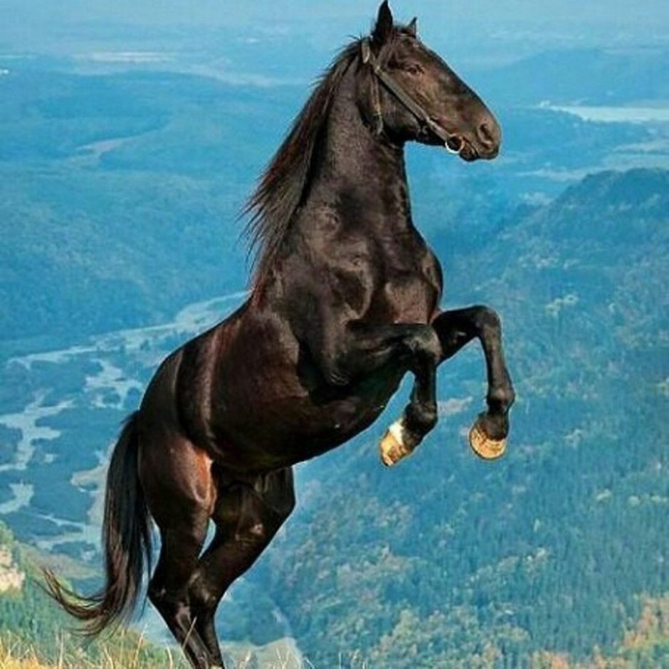 Шагди лошадь