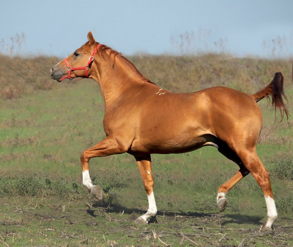 Карабахский скакун