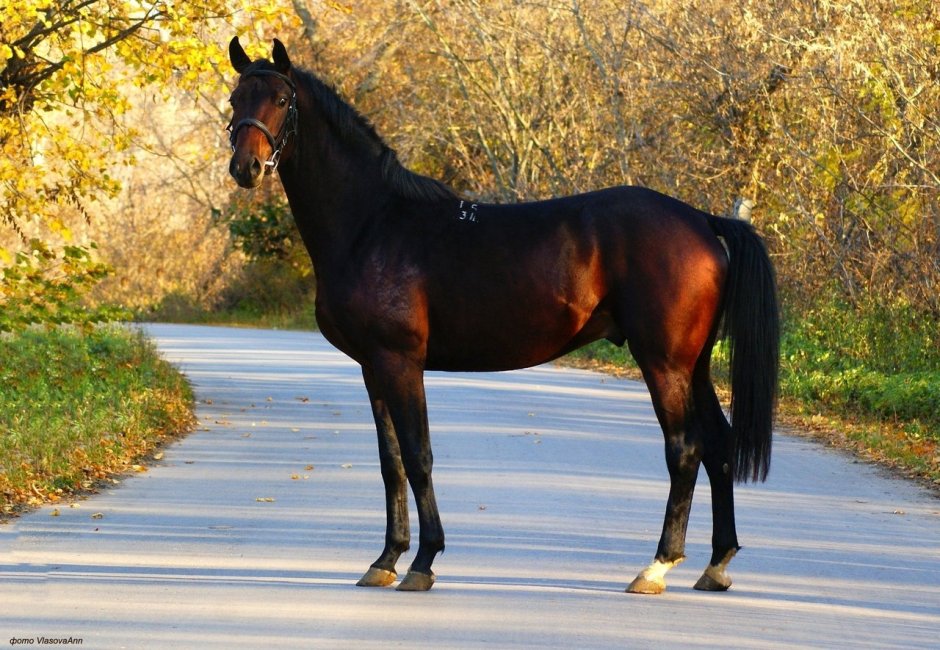 Фото HENGST NFF