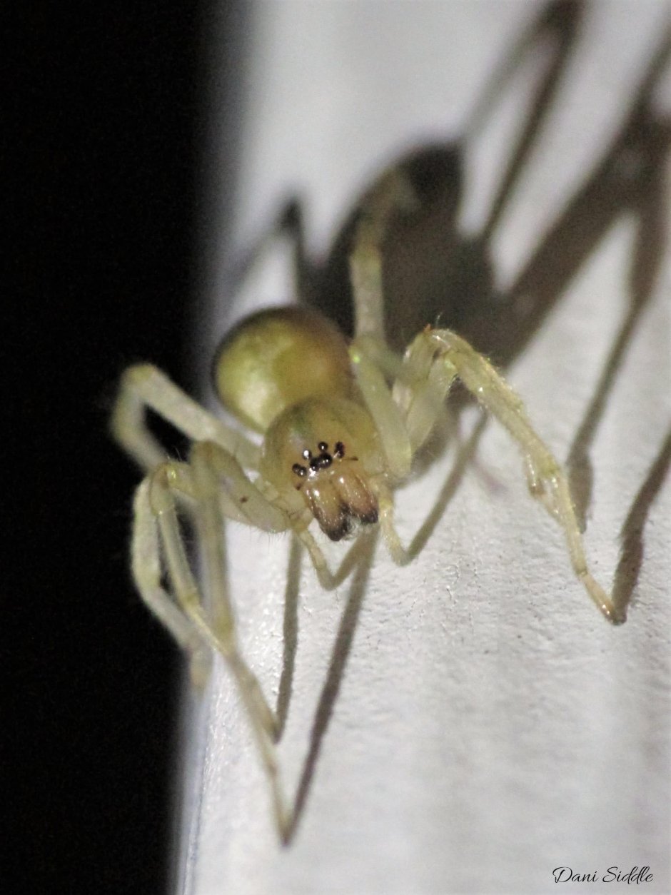 Желтосумый паук Cheiracanthium punctorium