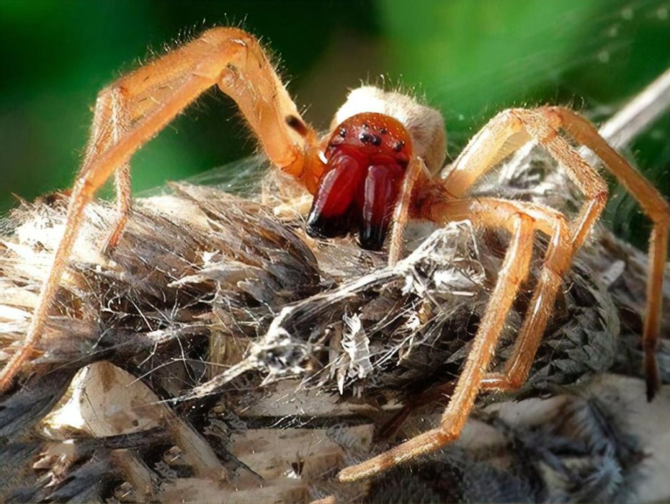 Паук Cheiracanthium punctorium