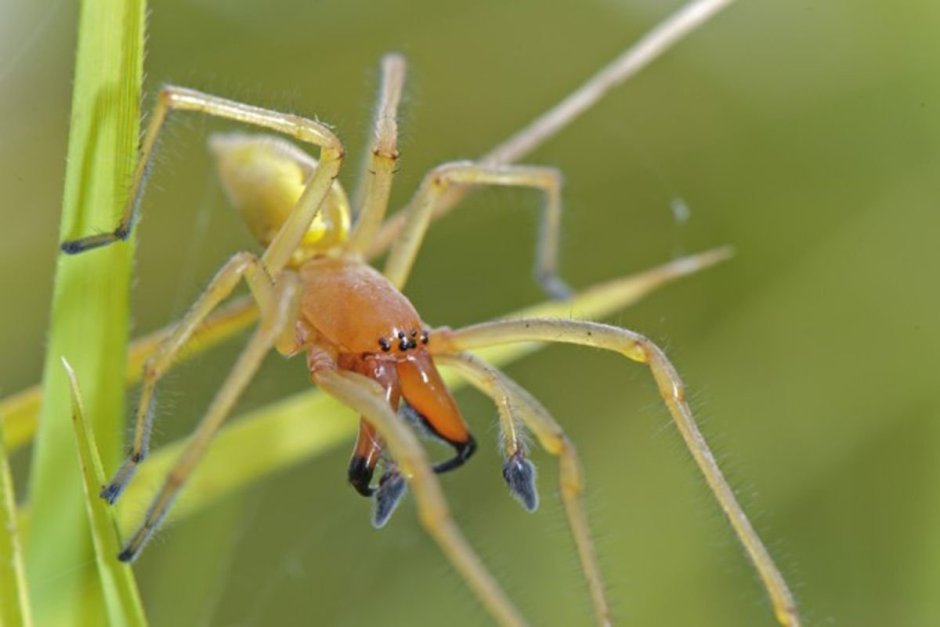 Cheiracanthium mildei
