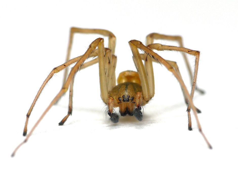Cheiracanthium mildei