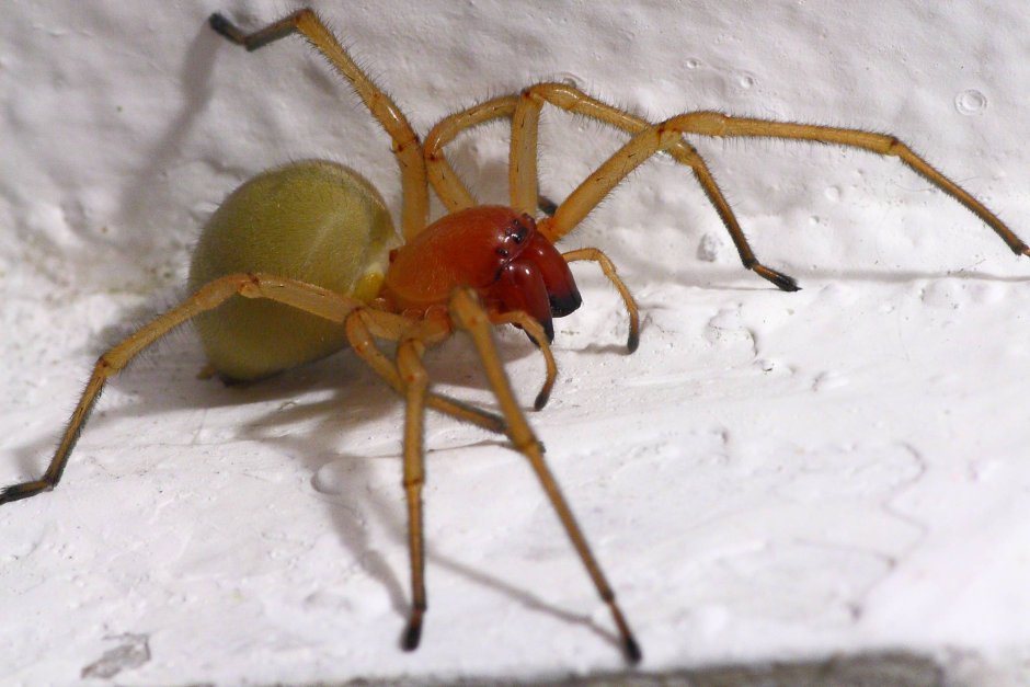 Cheiracanthium inclusum паук