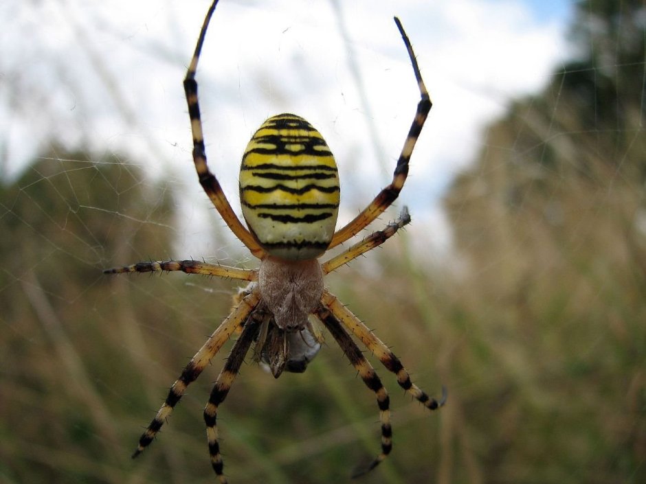 Сумчатый паук Cheiracanthium punctorium
