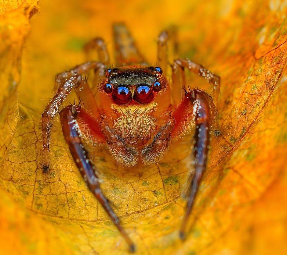 Cheiracanthium mildei паук