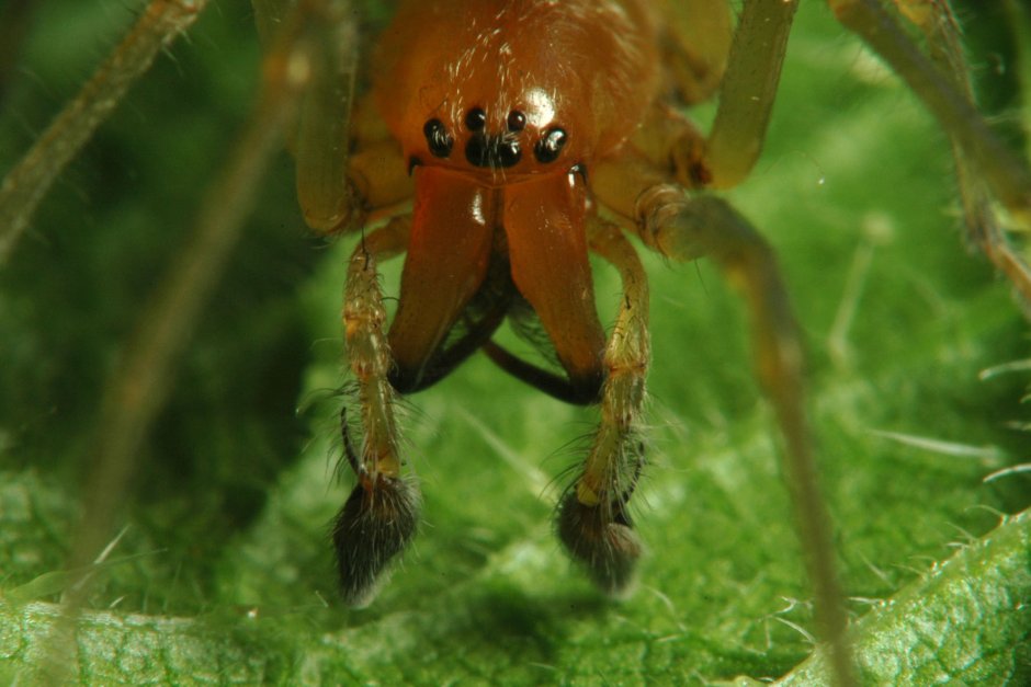 Cheiracanthium punctorium желтосумный колющий паук