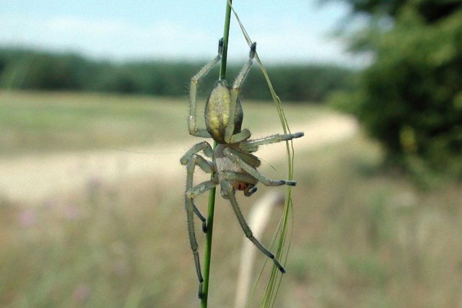 Cheiracanthium punctorium