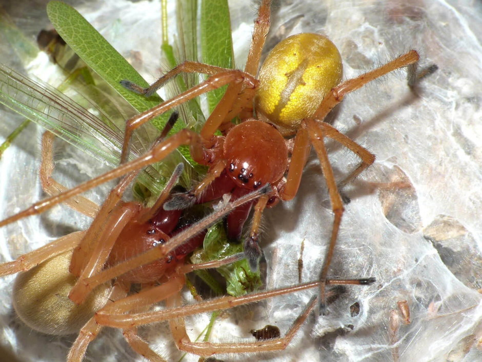 Cheiracanthium inclusum паук