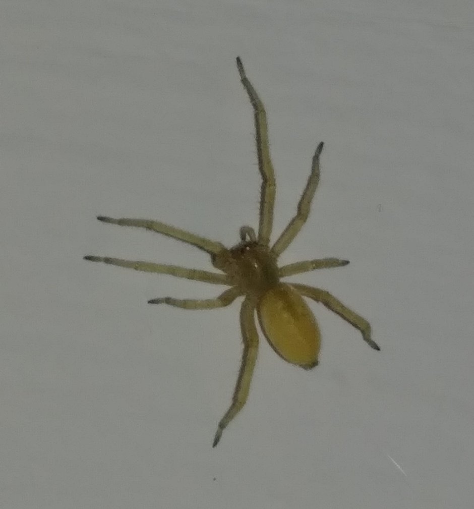 Cheiracanthium punctorium желтосумный колющий паук
