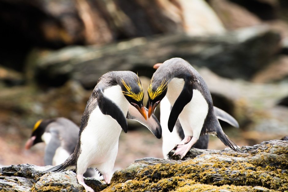 Пингвин с макаронами