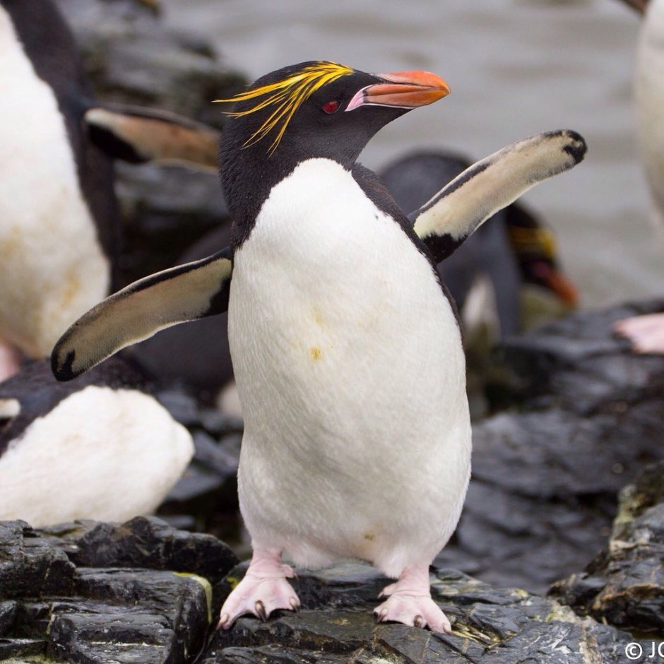 Хохлатый Скалистый Златовласый Пингвин