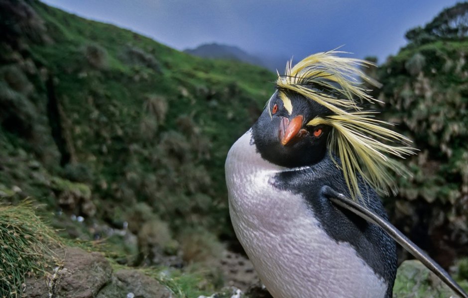 Северный хохлатый Пингвин