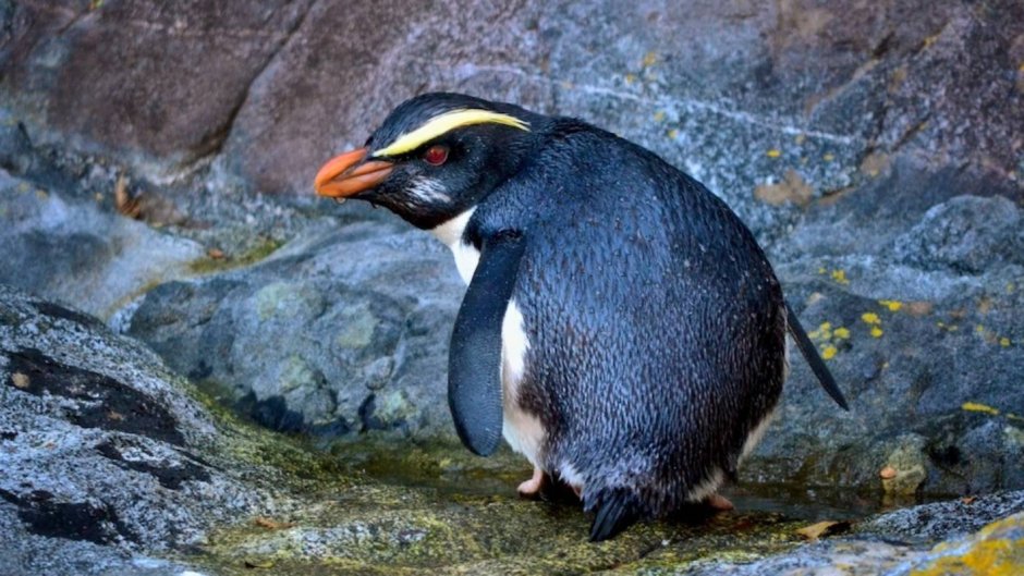 Фунни Пингвин