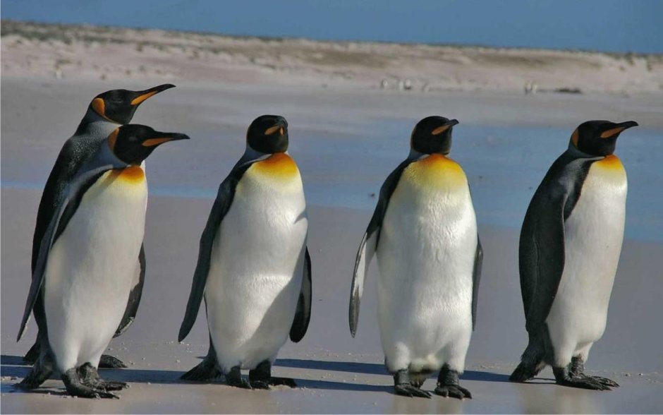 Росс Айленд пингвины