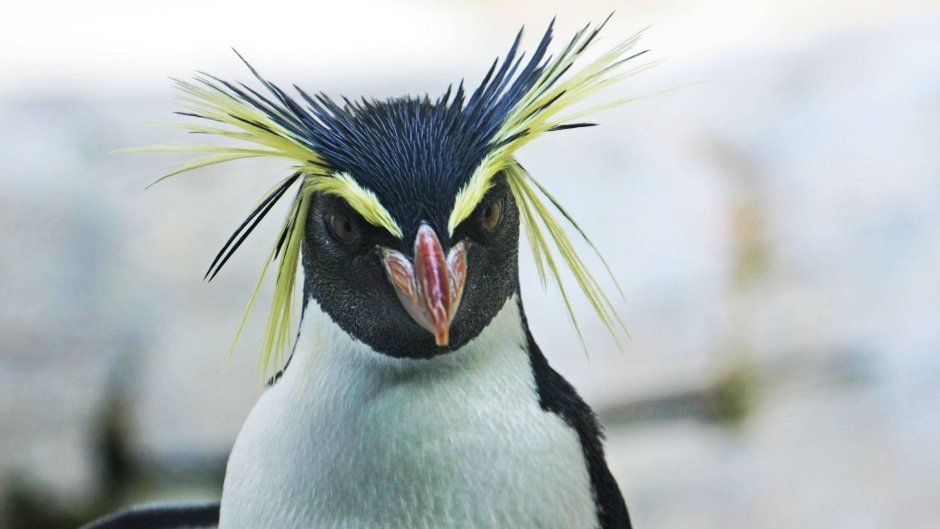 Лови волну мультфильм Пингвин