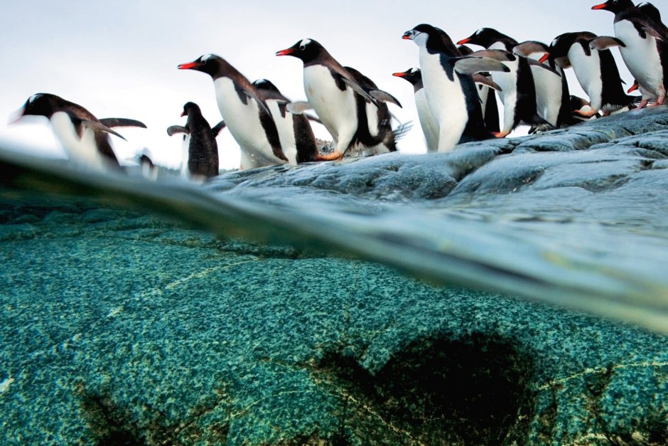 Делай ноги 2006