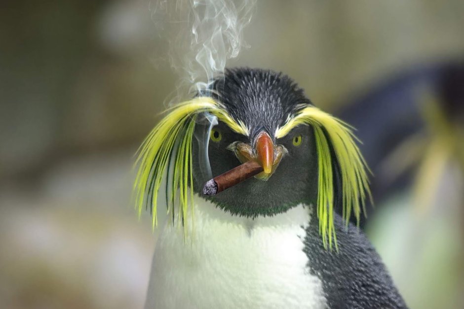 Пингвин магелановский