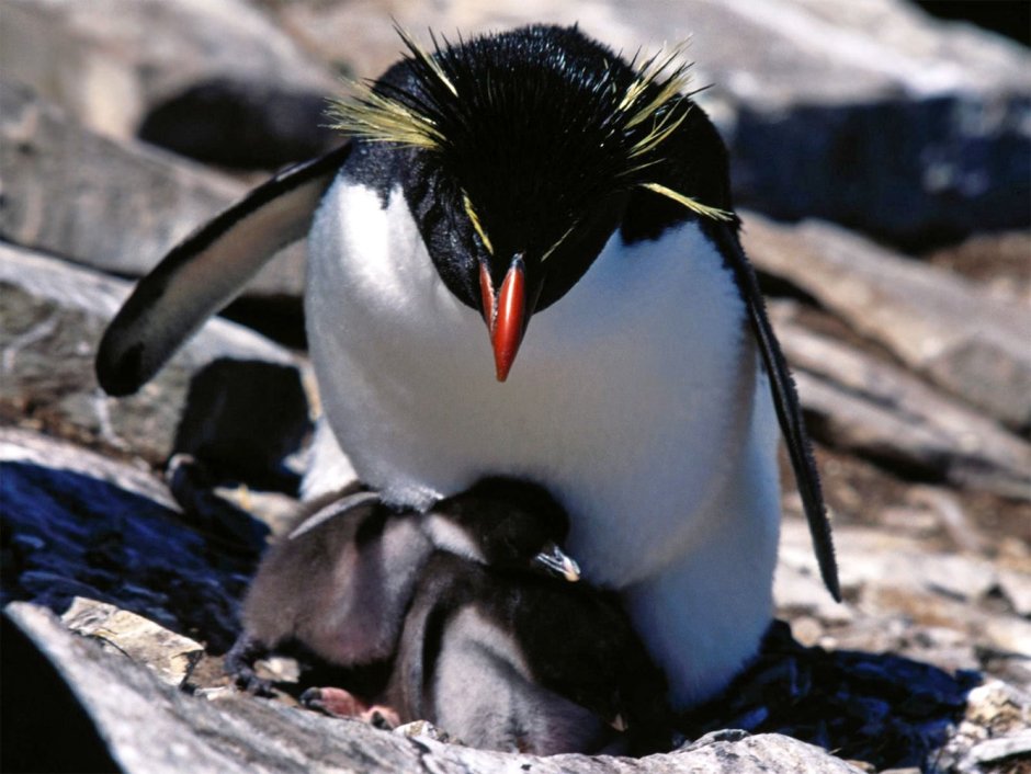 Пингвин макарони