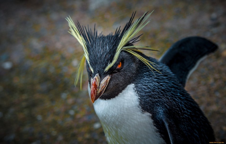 Шерсть пингвина