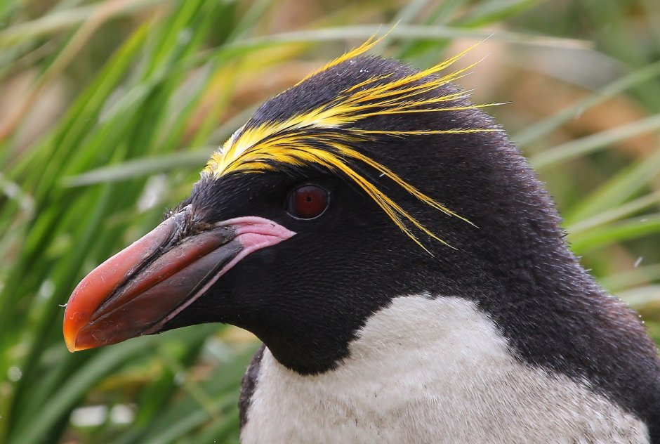 Королевский Пингвин