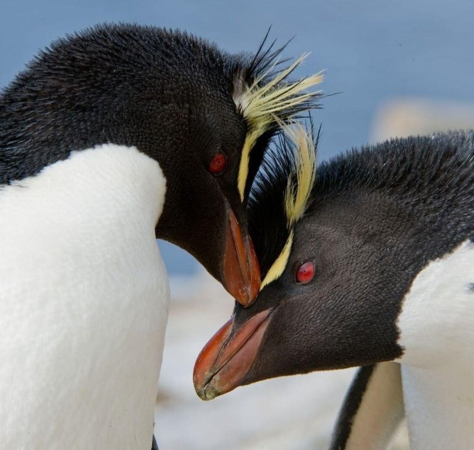 Пингвин Золотоволосый Eudyptes Chrysolophus