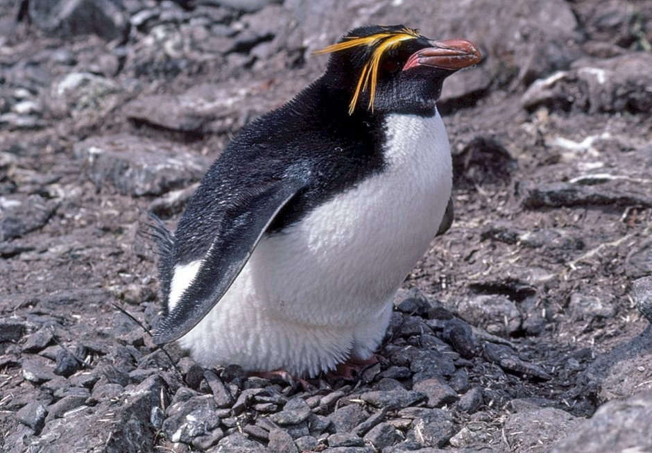 Императорский Пингвин альбинос