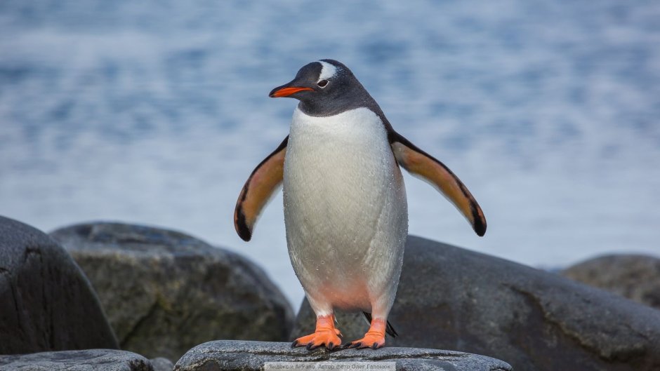 Королевский Пингвин с хохолком спариваются