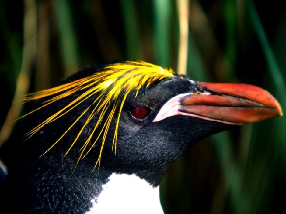 Хохлатый Пингвин