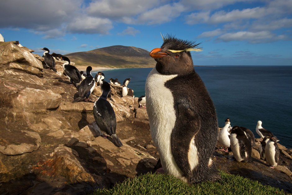 Пингвины в природе