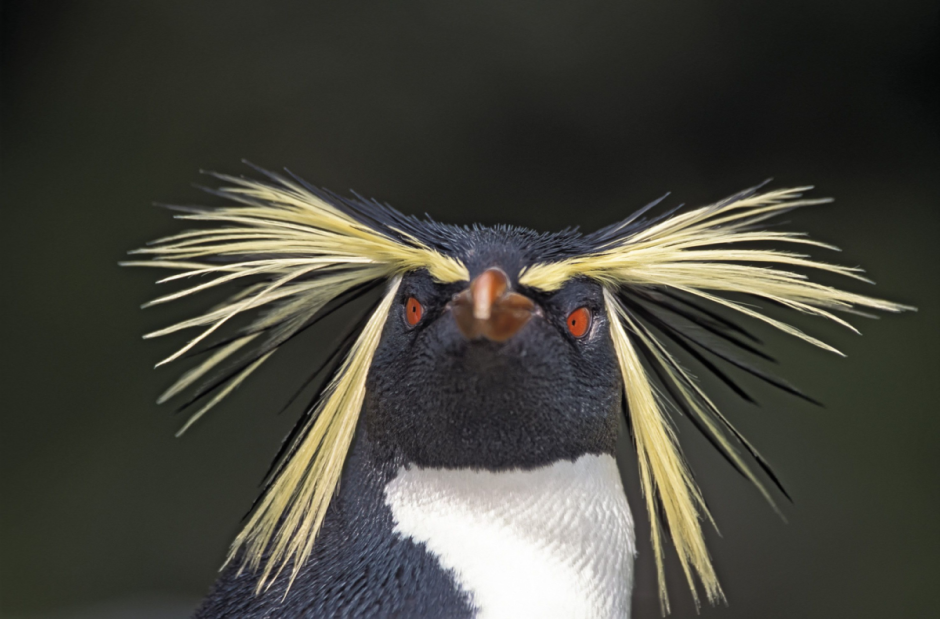 Семья императорских пингвинов