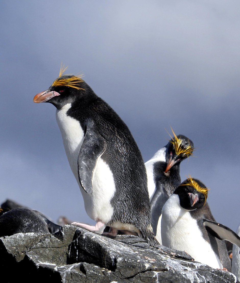 Большой хохлатый Пингвин