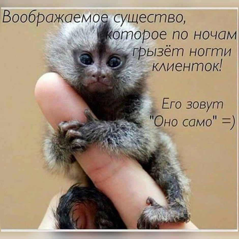 Белоухая игрунка