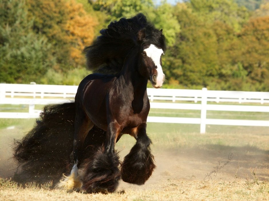 Лошадь породы Gypsy Vanner