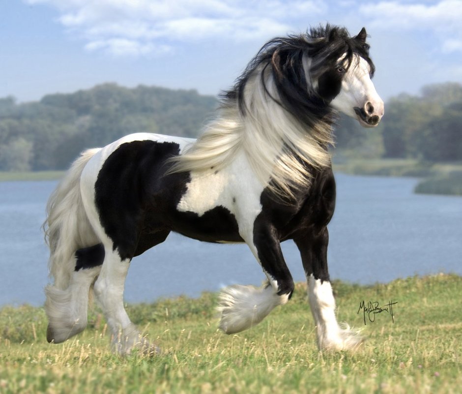 Лошадь породы Gypsy Vanner