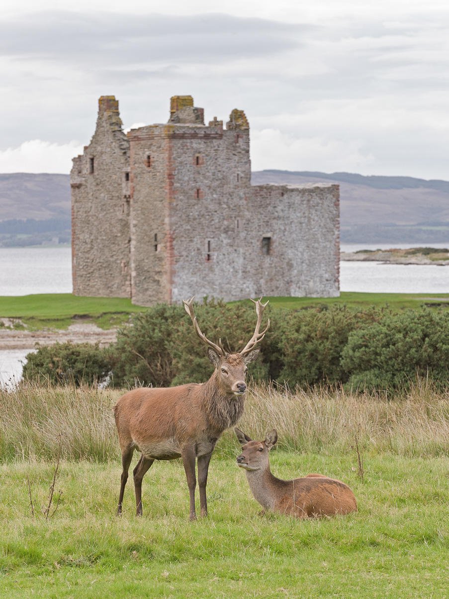 Хайлендская корова Шотландия