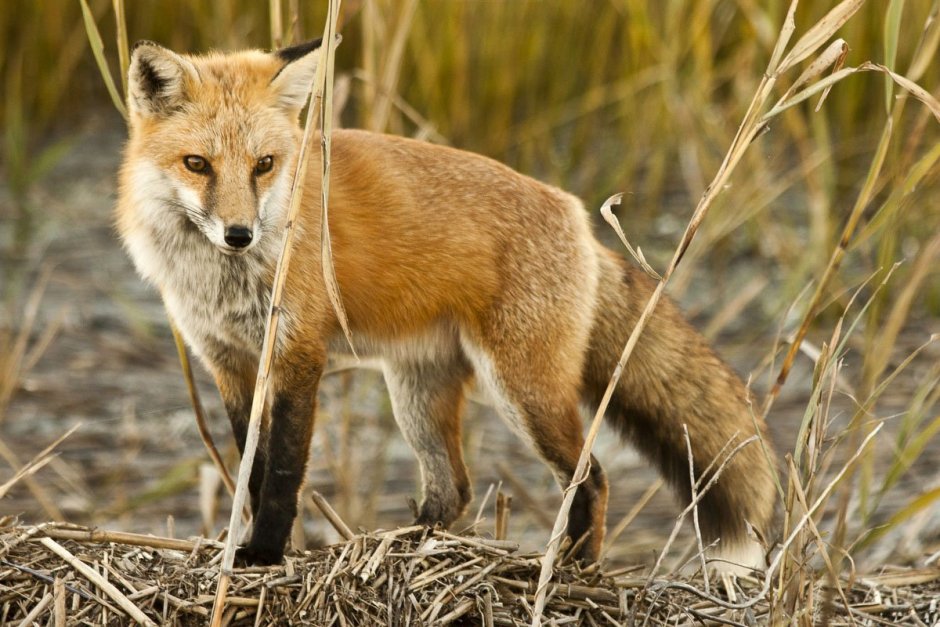 Лесная куница в Рязанской области