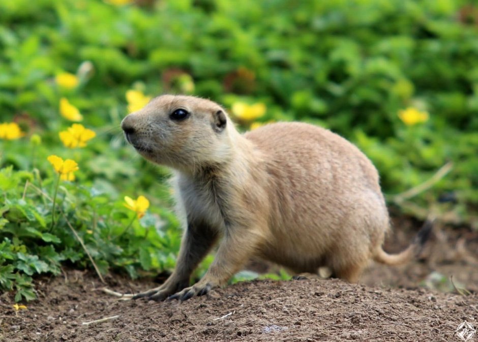 Флора и фауна Ирландии