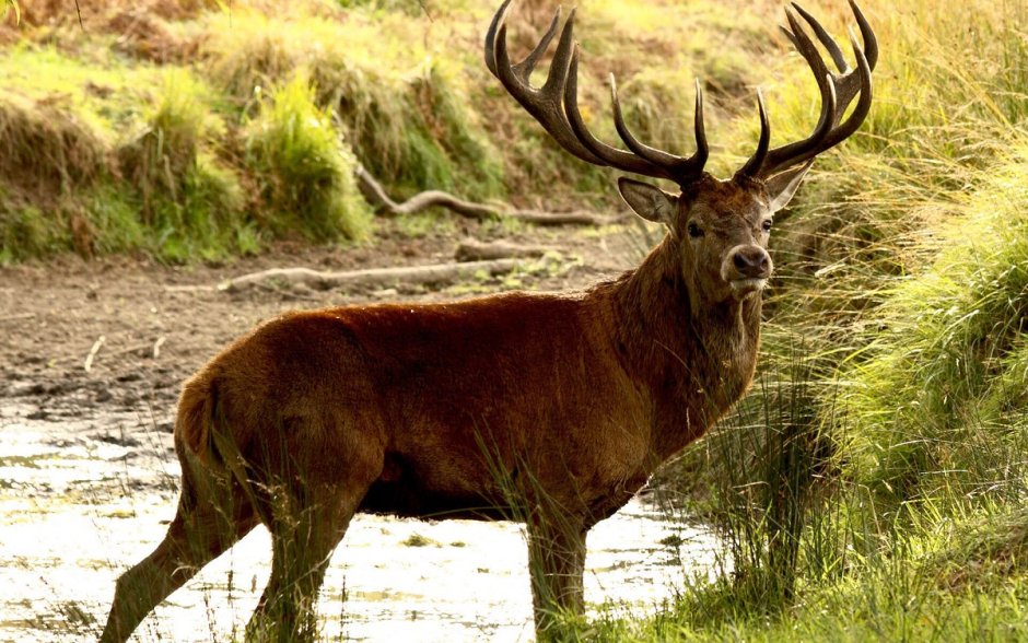 Растительный и животный мир