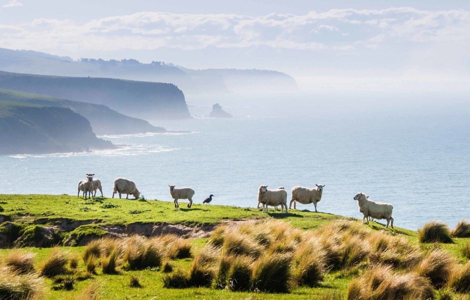 Северная Ирландия зелёные пастбища