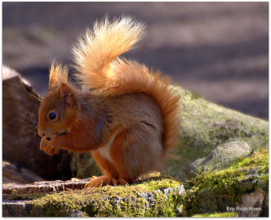 Северная Ирландия сельское хозяйство