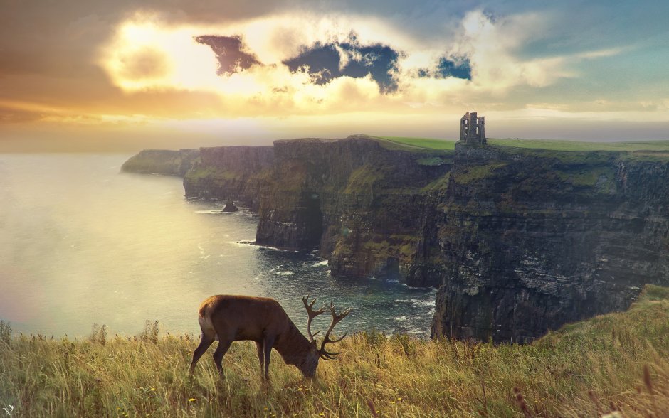 Животный мир Ирландии