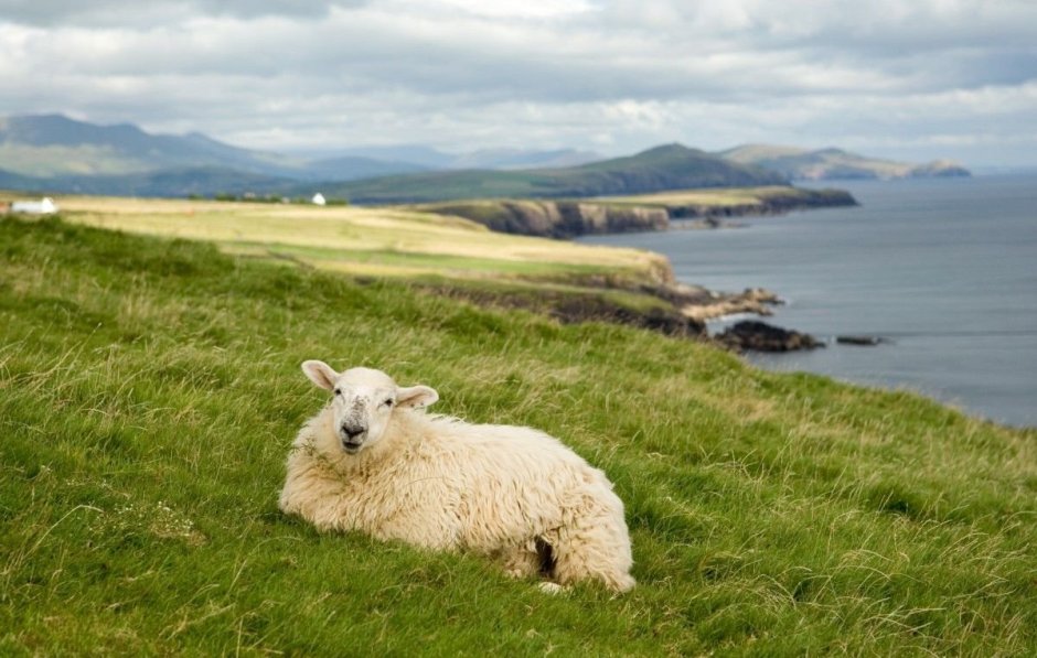Конь в цветах