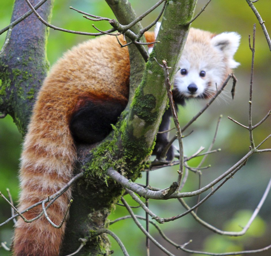 Северная Ирландия овцы