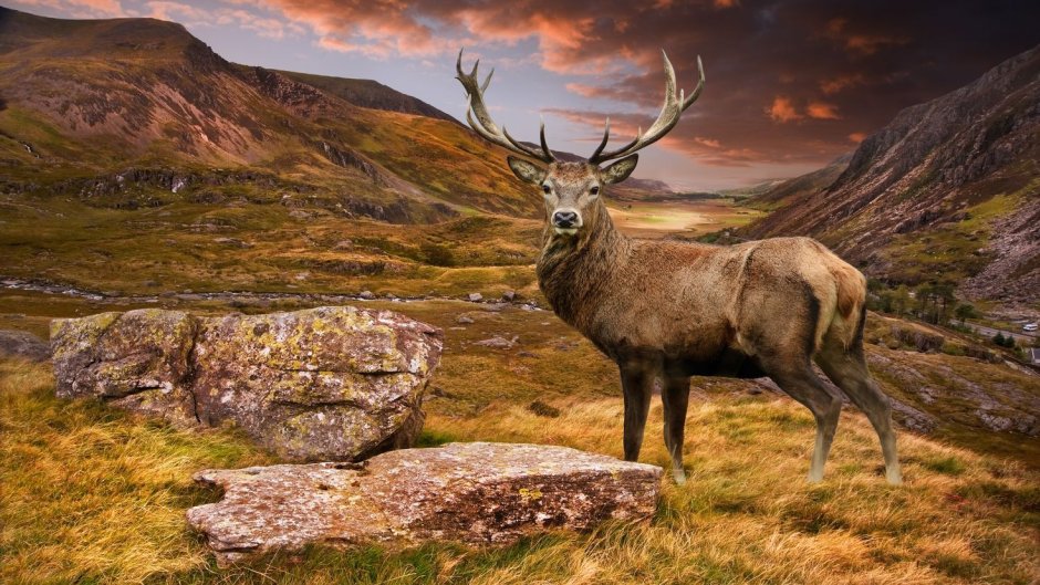 Зубы благородного оленя