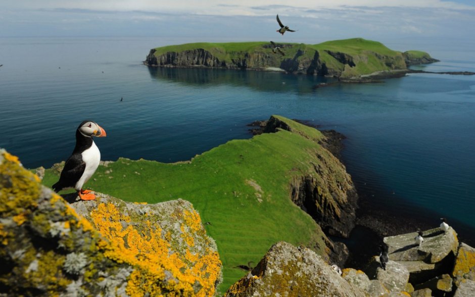 Животный мир Ирландии