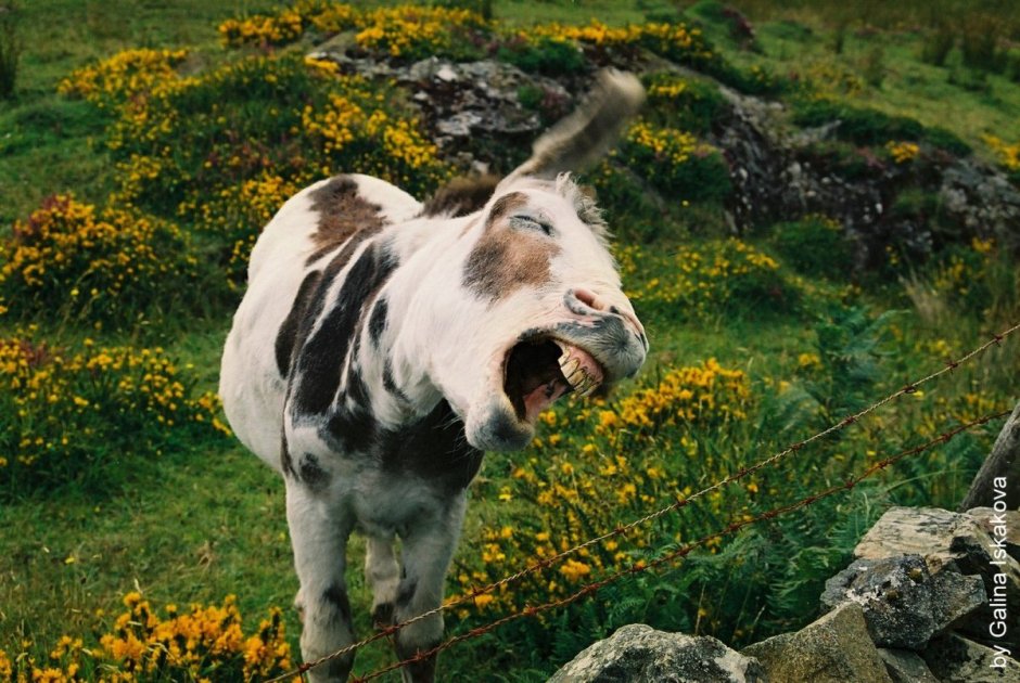 Пятнистый олень, благородный олень
