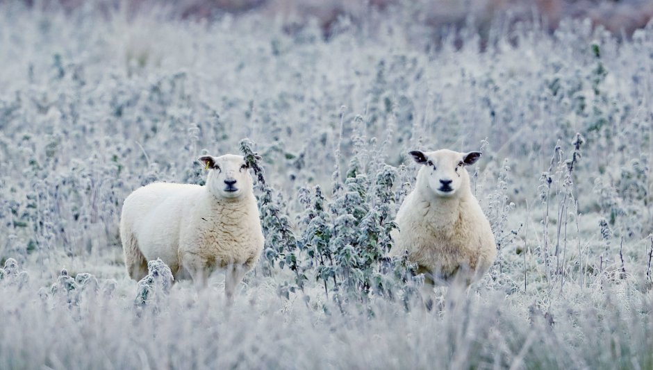 Животные Ирландии